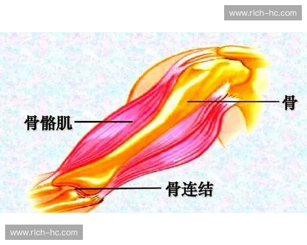运动发力链的构建与优化：提升运动表现的关键机制与训练策略